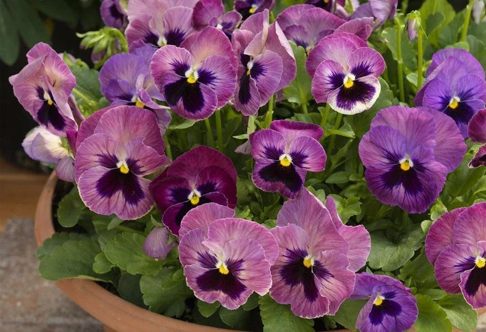 Pansy Seeds 50 Delta Premium Persian Medley Viola tricolor var. hortensis Garden Flower Seeds