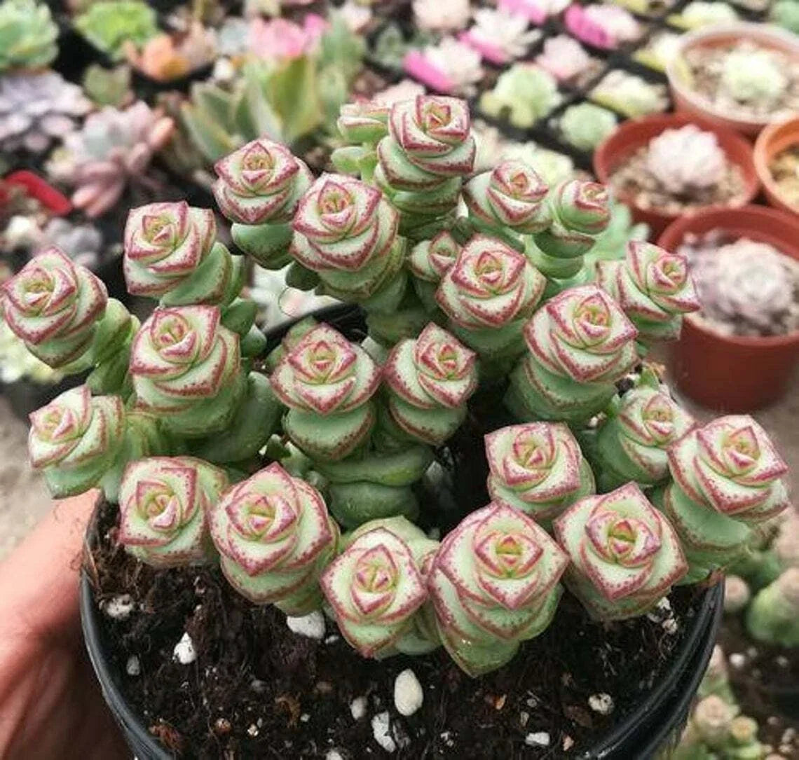 Live Succulent Plant 2" Crassula cv. 'Jade Necklace' Rare Trailing Succulent in Pot