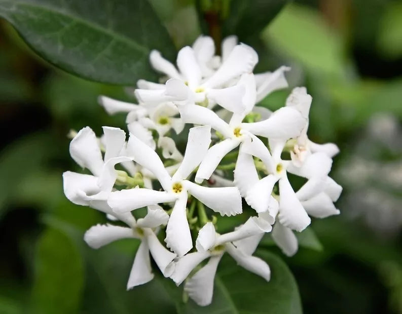 Green Star Jasmine Live Plant 3" Pot Climber Fragrant White Flowers Trachelospermum jasminoides Evergreen