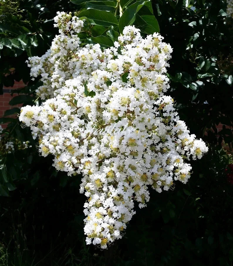 White Cape Myrtle Seeds - Lagerstroemia speciosa Perennial Flower Seeds for Landscaping, Bees & Butterflies, US Seller