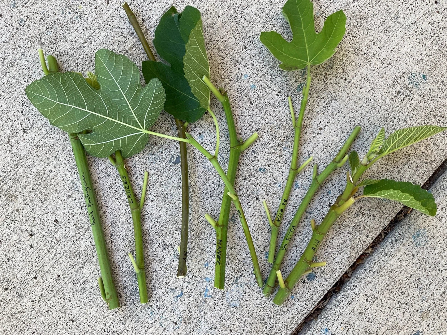 Fresh Fig Tree Cuttings - Edible Ficus carica Propagation Material for Gardeners