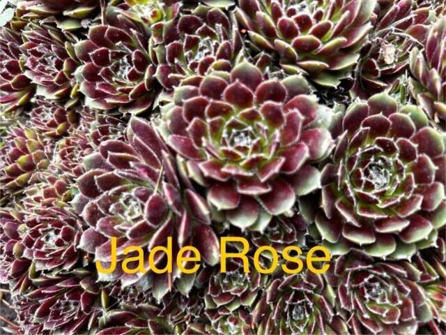 10 Jade Rose Sempervivum Succulents - Hardy Hens and Chicks Live Plants for Gardens, Zones 4-8