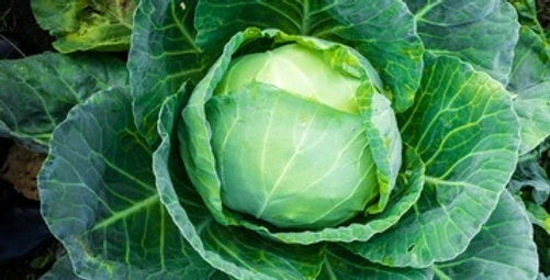 Brunswick Cabbage Seeds - Organic Brassica oleracea for Home Gardening, Vegetable Planting, Compact Head, Non-GMO, High Germination