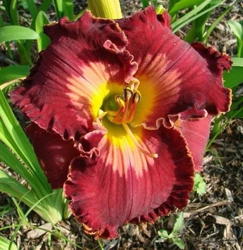Daylily Live Plant - 1-Gallon Pot - Spacecoast Velvet Valentine Red and Yellow Hemerocallis Perennial Flowering Plant