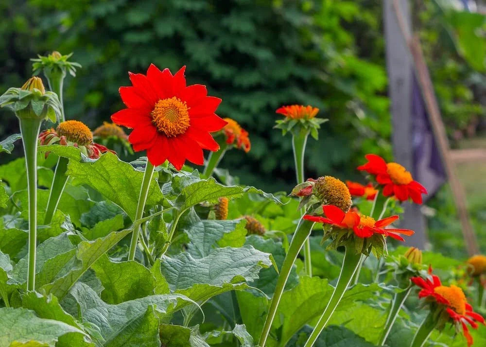 Mexican Sunflower Seeds - 100+ Seeds | Attract Butterflies & Hummingbirds | Tithonia rotundifolia