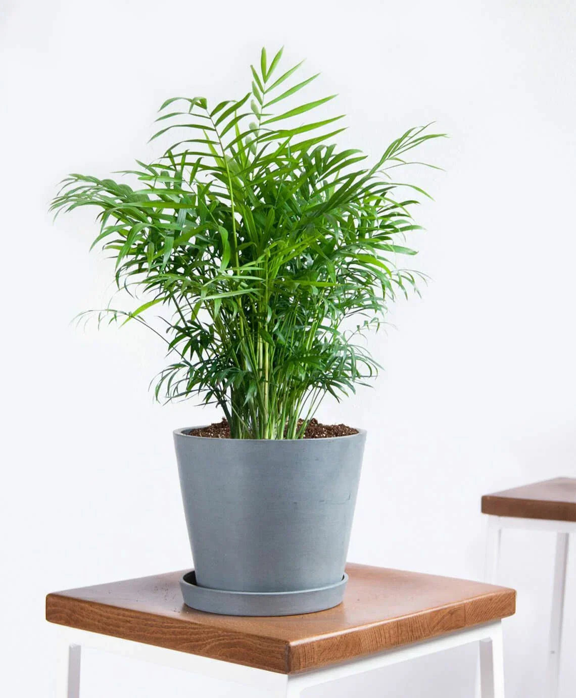 15 Seeds Parlor Palm Chamaedorea elegans Indoor House Plant GroCo Free Shipping