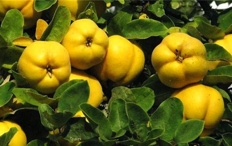 Honey Quince Cuttings for Rooting - 5 Fresh Cydonia oblonga Propagation Plant Cuttings