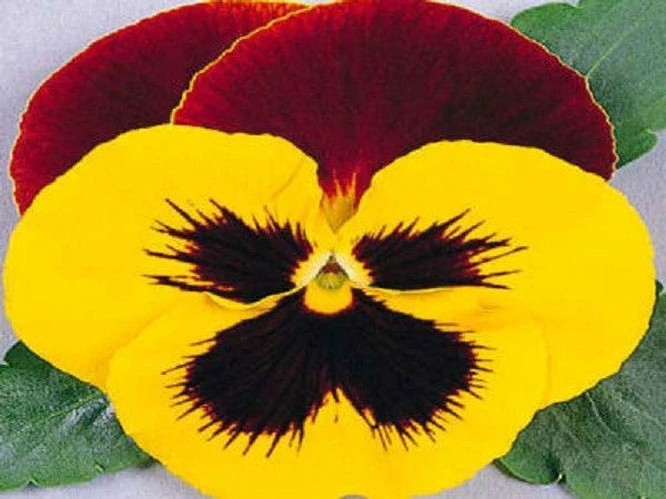 Pansy Seeds - 50 Count - Massive Yellow Tricolor Viola tricolor - Garden Flower Seeds for Beds & Containers
