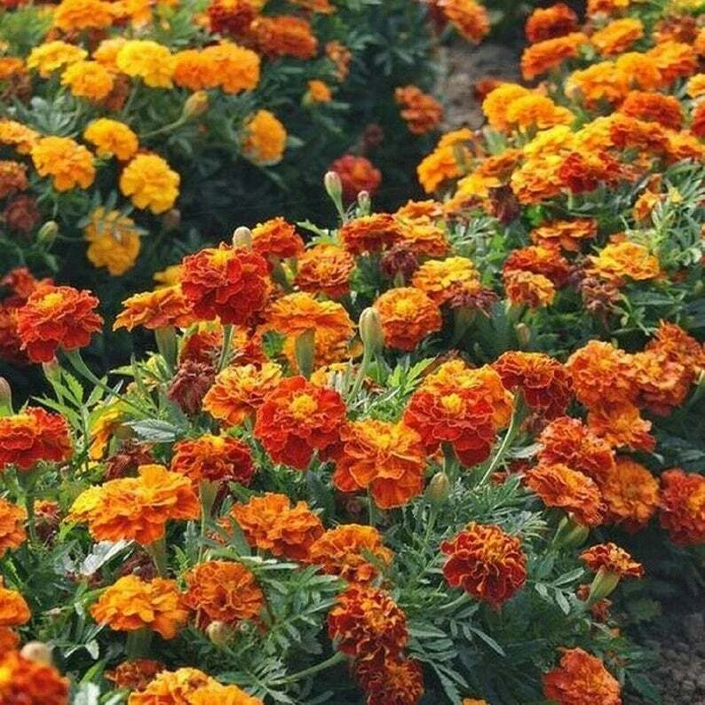 French Marigold Seeds SPARKY MIX Dwarf Annual Tagetes patula Non-GMO 300 Seeds