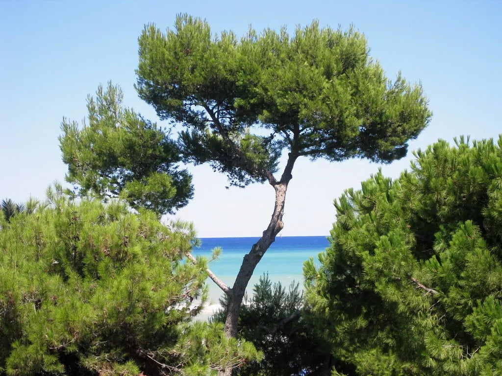 Aleppo Pine Seeds 20 Count - Jerusalem Pine Pinus halepensis for Landscaping
