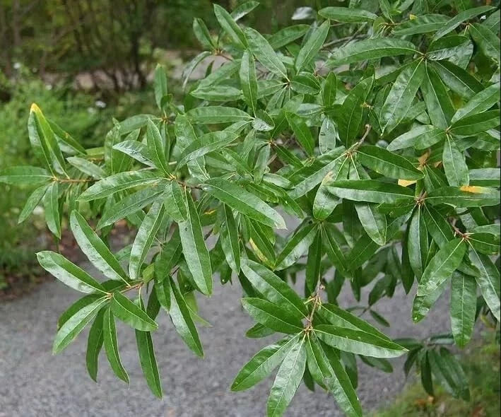 Willow Oak Tree Seeds - 10 Pack - Quercus phellos - Native Hardwood Tree Seeds for Landscaping and Gardening