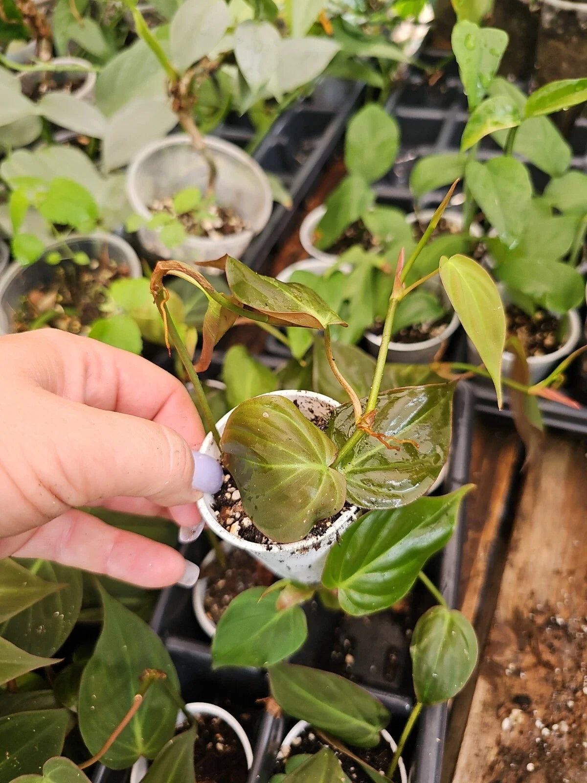 Philodendron Micans Live Plant in 2 Inch Pot, Trailing Velvet Leaf, Indoor Houseplant, Philodendron hederaceum var. micans