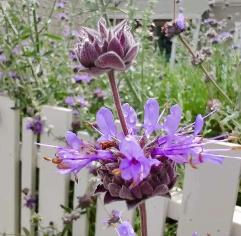 San Luis Purple Sage Seeds - 100+ Salvia Leucophylla Native Herb Seeds 2024 USA