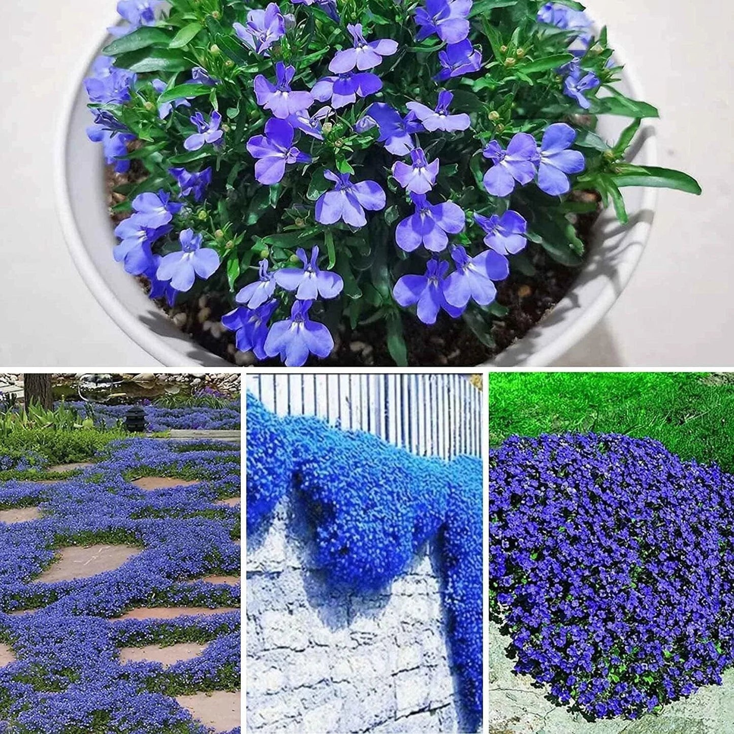 Blue Creeping Thyme Seeds - 250+ Thymus serpyllum Ground Cover for Gardens, Pathways, Erosion Control