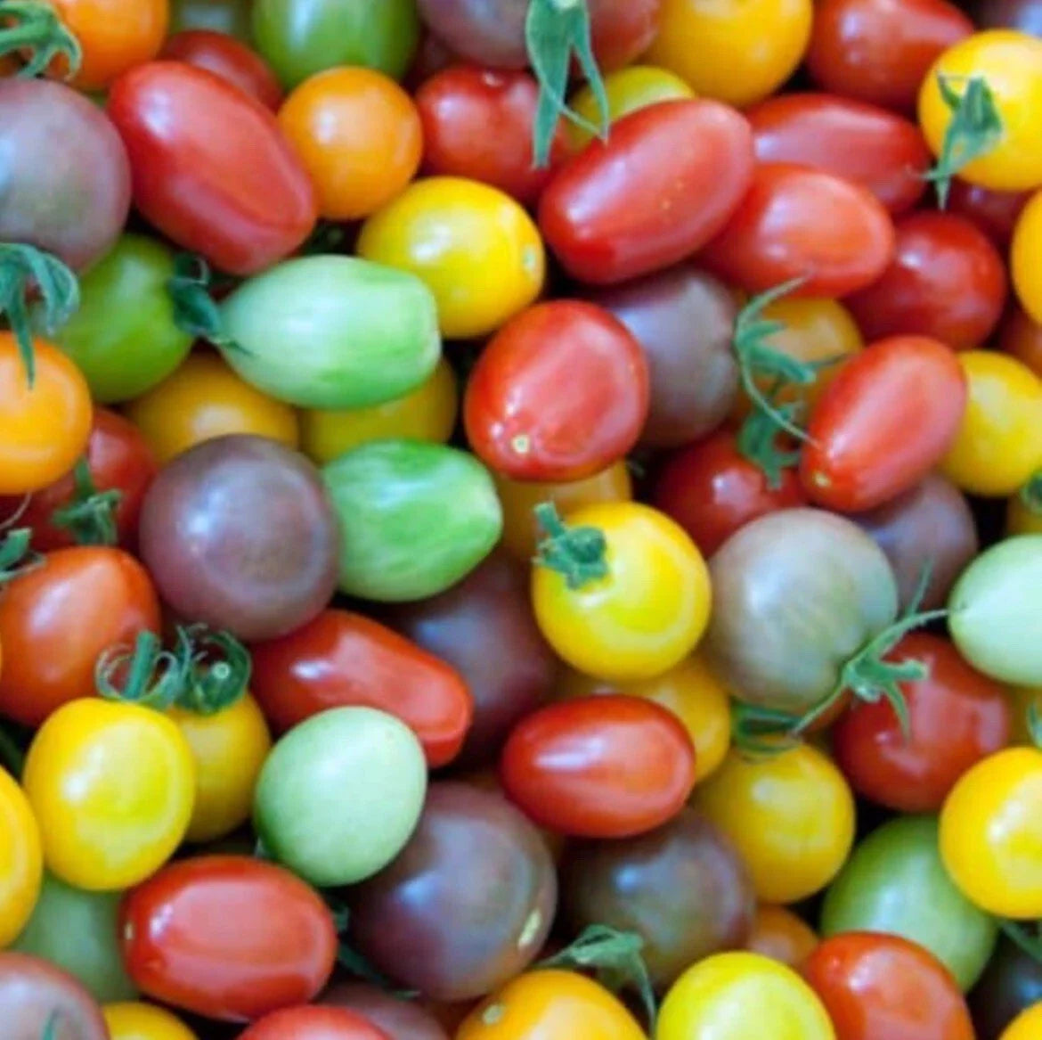 Rainbow Cherry Tomato Seeds Mix - 50+ Heirloom Solanum lycopersicum Seeds for Container & Garden Growing