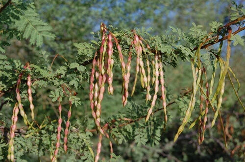 Acacia Constricta Tree Seeds - White Thorn Whitethorn - Drought-Tolerant Native Plant for Xeriscaping & Wildlife