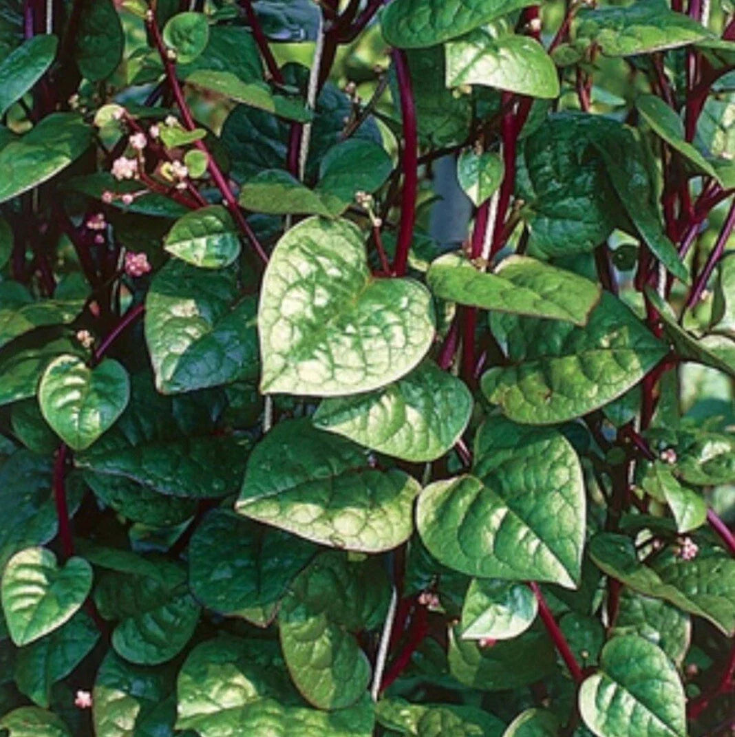 Red Malabar Spinach Seeds - 300+ Heirloom Basella alba Edible Greens for Gardening, Climbing Vine