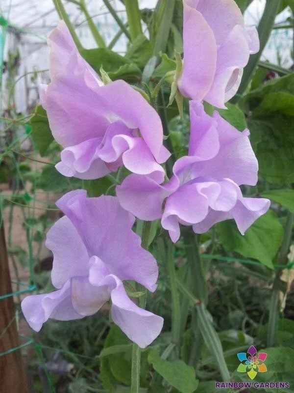 Misty Mountain Sweet Pea Seeds - 50+ Pack, Lathyrus odoratus, Fragrant Climbing Flower for Garden, USA Grown