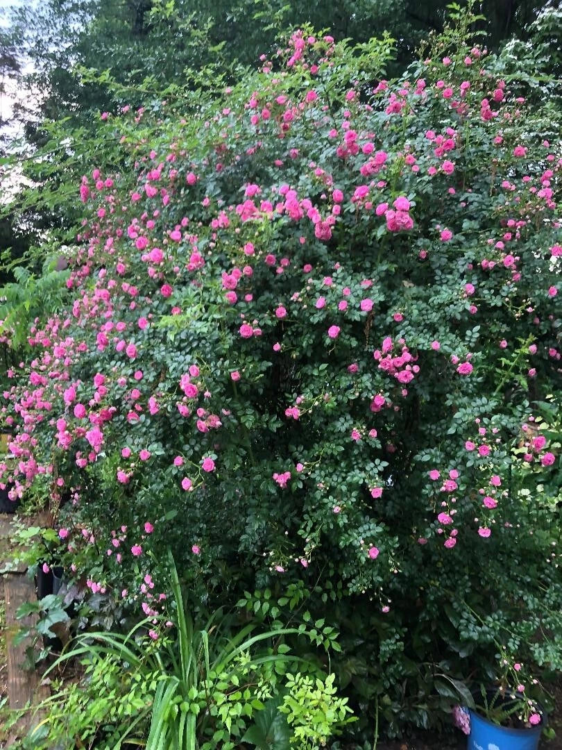 Seven Sisters Vining Rose Cuttings 6-8" Rosa multiflora Climbing Plant Garden Decor