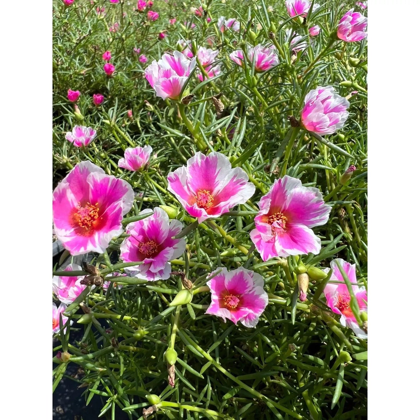 Pinky Star Cuttings - Portulaca grandiflora Succulent Variety - Colorful Ground Cover Plant