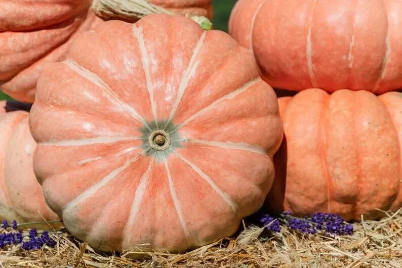 Organic Summer Sky Pumpkin Seeds - 10 Pack, Heirloom, Non-GMO, Cucurbita pepo, USA Grown, Vining, Full Sun