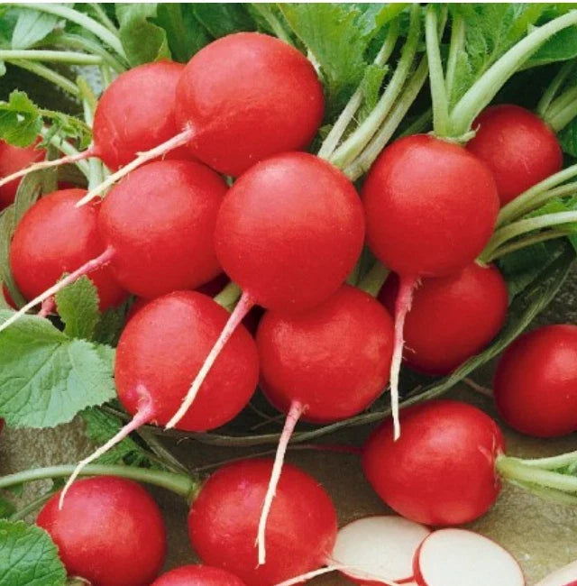 Radish Seeds - 250 Heirloom Cherry Belle Non-GMO Raphanus sativus Root Vegetable Seed Packet
