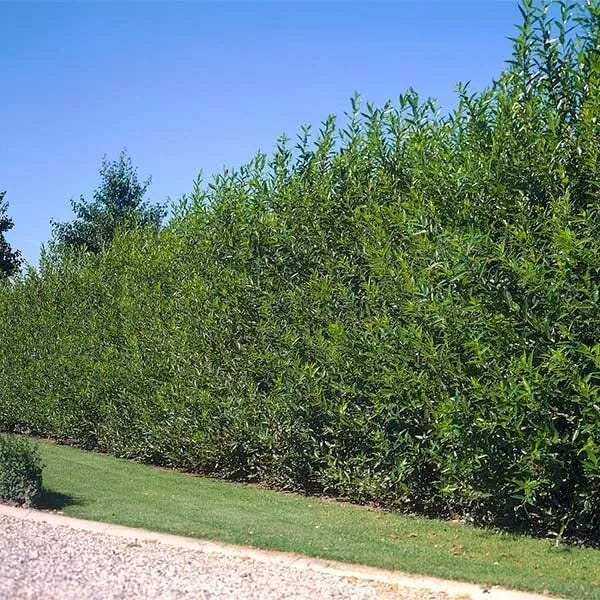 Aussie Willow Trees for Planting - Fast Growing Privacy Tree - Salix babylonica - Weeping Shade & Windbreak Plant