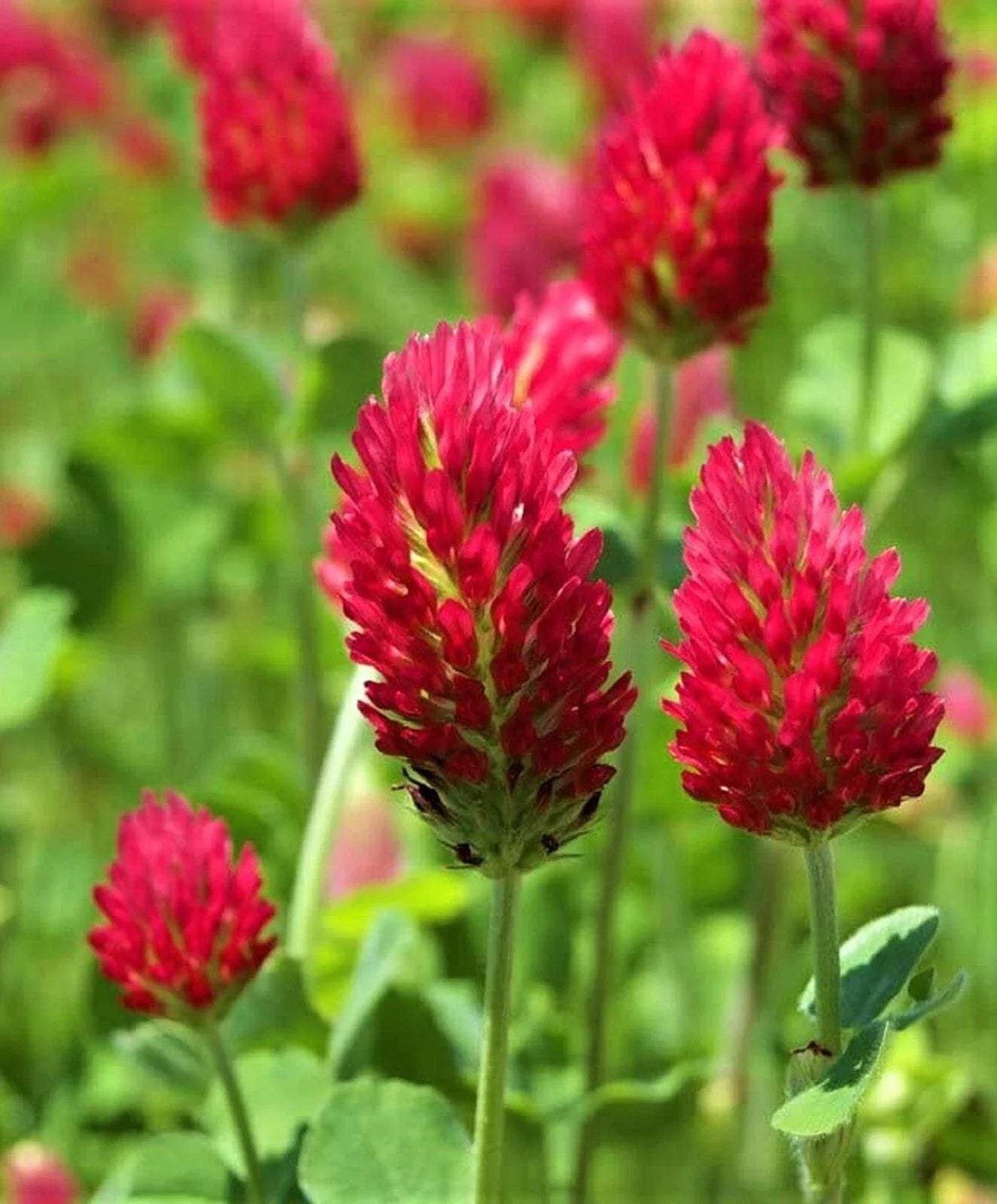 Crimson Clover Seeds - 300+ Pack - Vibrant Red Flowering Cover Crop - Trifolium incarnatum