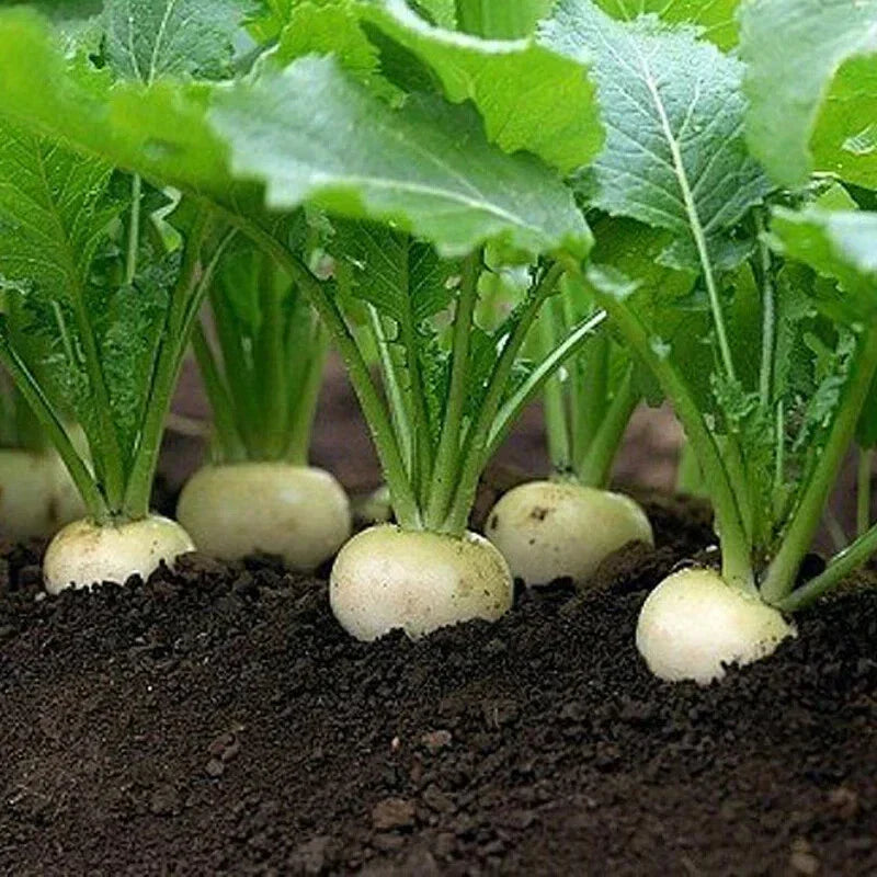 White Egg Turnip Seeds Heirloom NON-GMO Brassica rapa Variety Packets