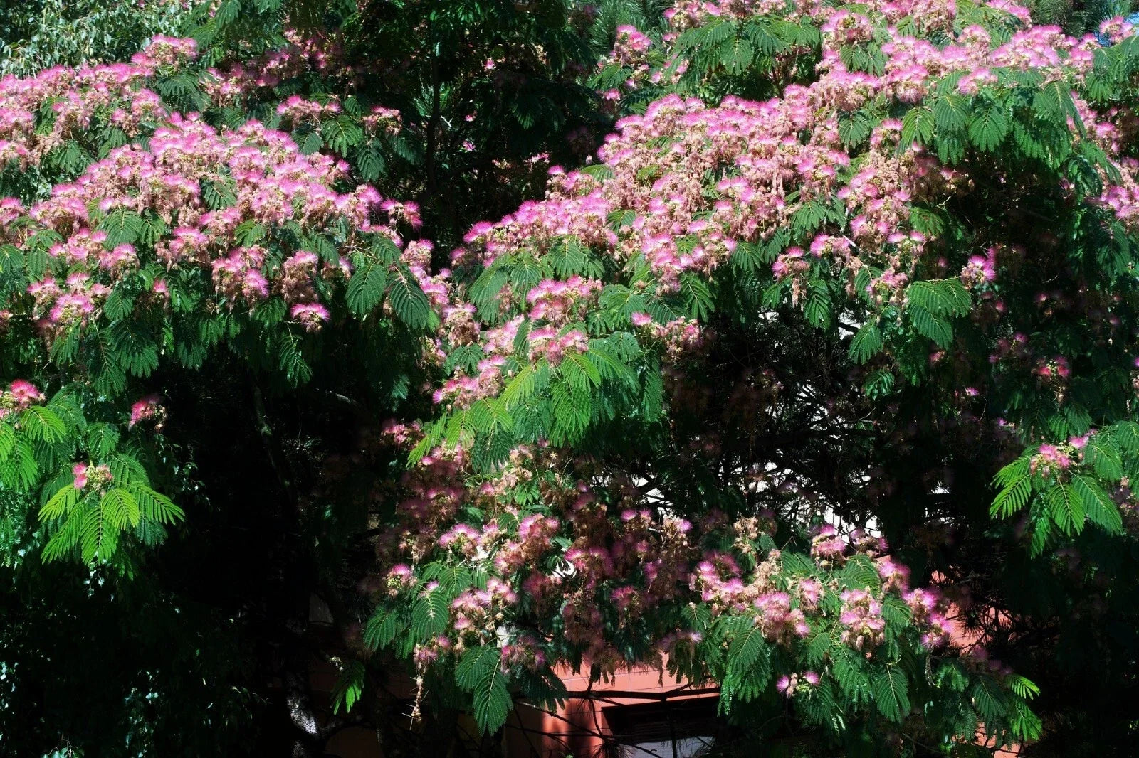 Silk Tree Seeds | 30 Pre-Stratified Albizia julibrissin Ornamental Seeds for Garden, Landscape, Pollinator Attraction