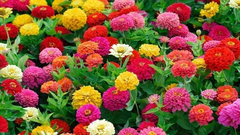Lilliput Zinnia Seeds - Organic Flower Seeds - Colorful Mix - Zinnia elegans - Annual Garden Seeds - USA Grown