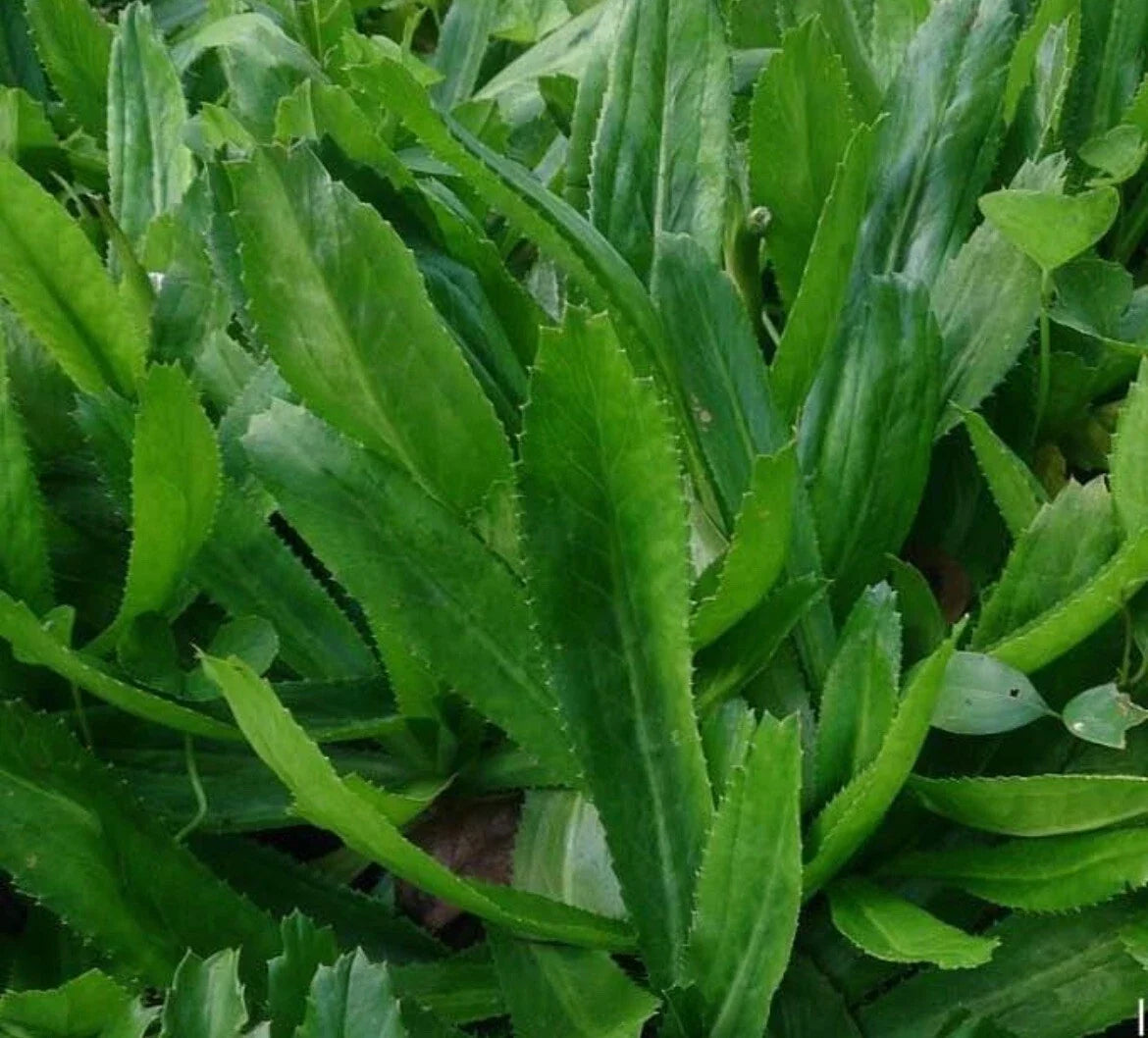 Culantro Seeds - 500+ Pack - Mexican Coriander - Eryngium foetidum - Aromatic Herb for Cooking and Gardens