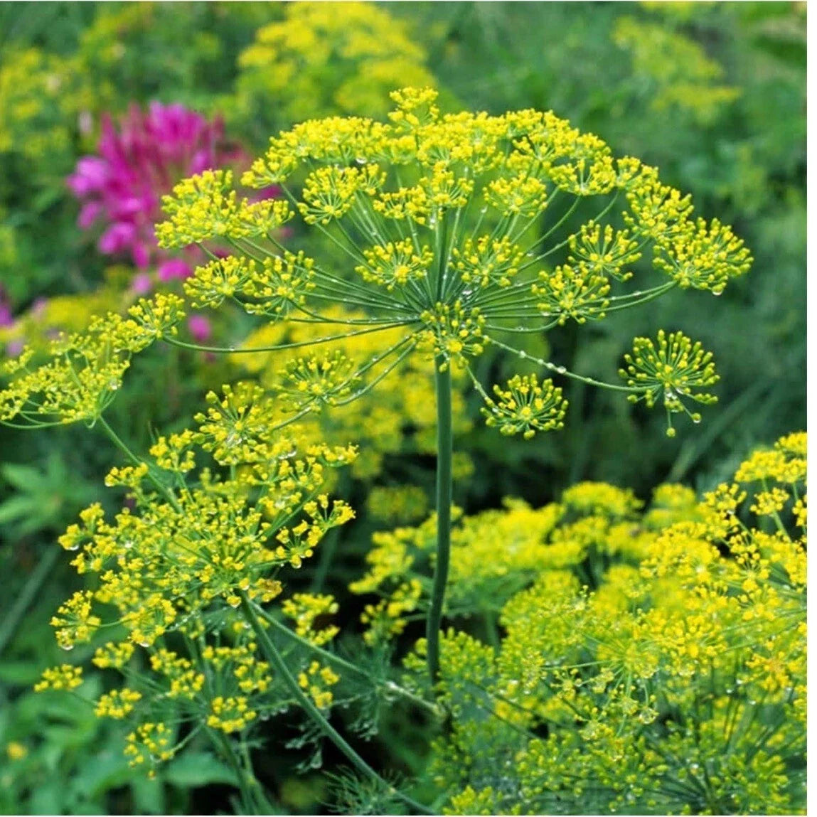 Dill Herb Seeds Pack | Organic Non-GMO Heirloom Anethum graveolens | Culinary Herb for Garden & Cooking