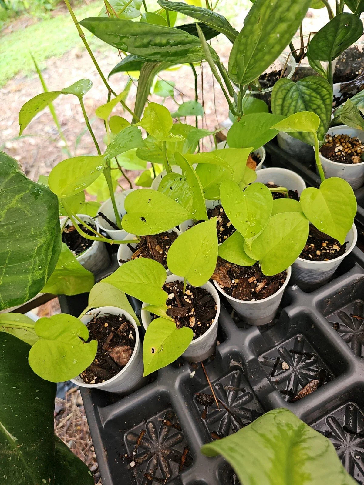 Rooted Neon Pothos Plant - 2.5" Pot Epipremnum aureum Indoor Houseplant, Trailing Greenery, Easy Care, Live Indoor Plant