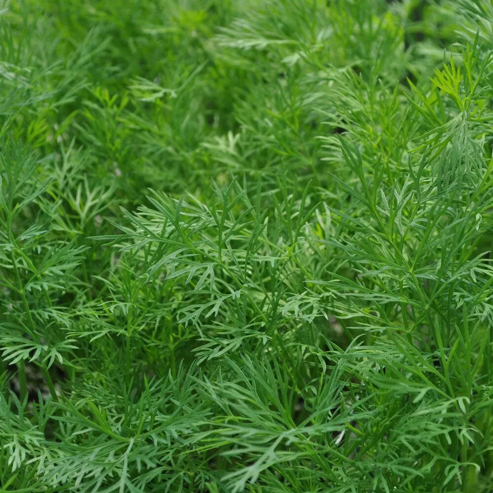 Dukat Dill Plant Heirloom NON-GMO Anethum graveolens Fresh Herb Seedling