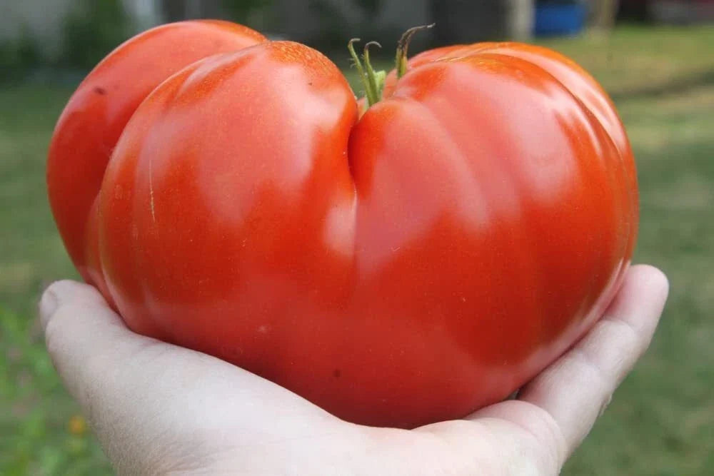 Steakhouse Tomato Seeds, 25 Non-GMO Large Beefsteak, Solanum lycopersicum, Garden Planting