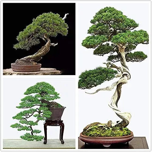 Japanese Black Pine Bonsai Tree Seeds - Pinus thunbergii - 30+ Seeds for Bonsai Cultivation
