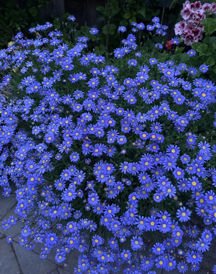 Blue Daisy Plant in 8-Inch Pot, Perennial Felicia amelloides, Vibrant Blue Flowers, Butterfly & Bee Attractant