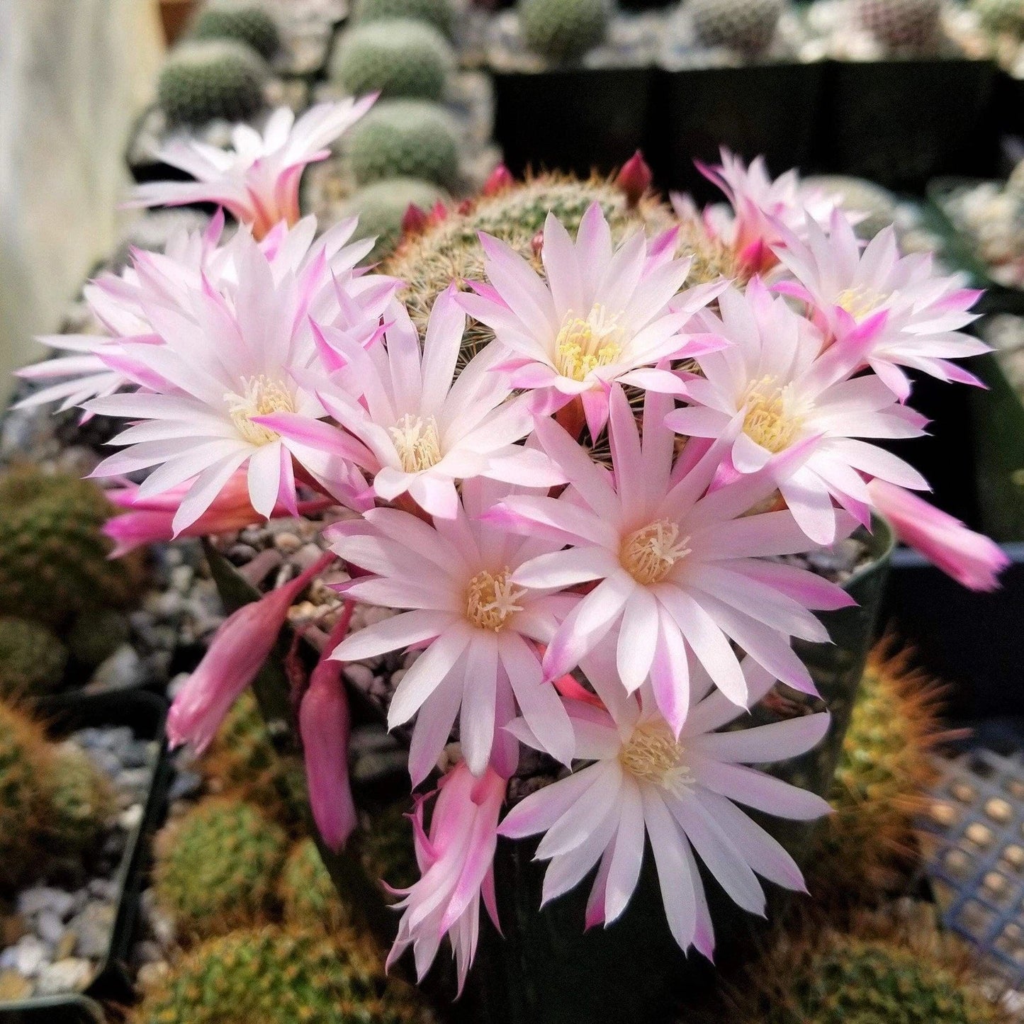Rebutia Narvaecensis Cactus Plant | Small Live Succulent in 4-Inch Pot | Indoor & Outdoor Care | Bolivian Cactus