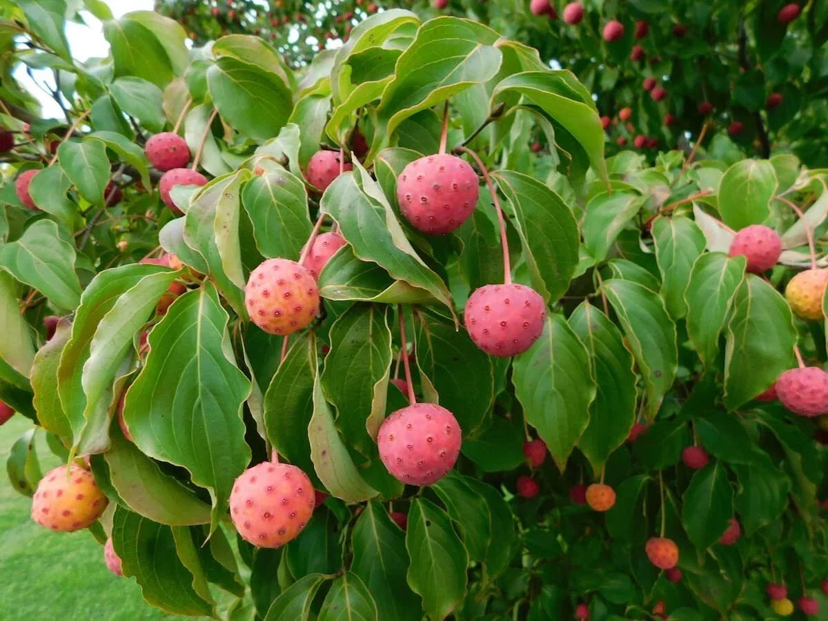 Kousa Dogwood Seeds - 30 Seeds - Cornus kousa for Planting, Ornamental Trees, Garden, Landscaping