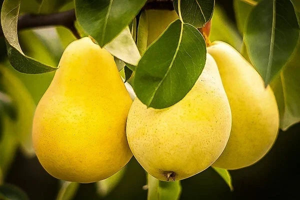 Kieffer Pear Tree Seeds, Self-Pollinating, Hardy, Juicy, Pyrus communis x Pyrus pyrifolia, Fruit Tree Seeds for Home Garden