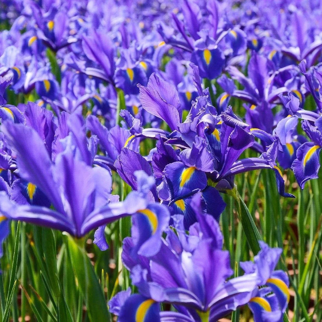 Dutch Iris Plants 3-Pack - Live Rooted Iris × hollandica - Elegant European Blooms