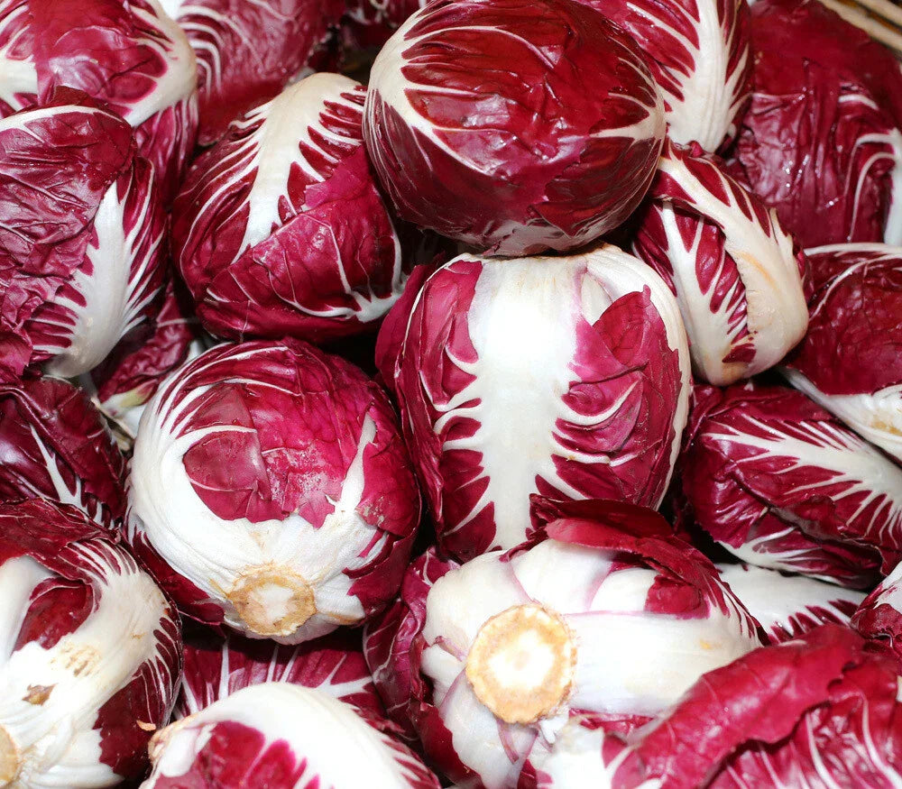 Radicchio Seeds 200+ Non-GMO Rouge de Verona - Italian Leafy Greens, USA Grown