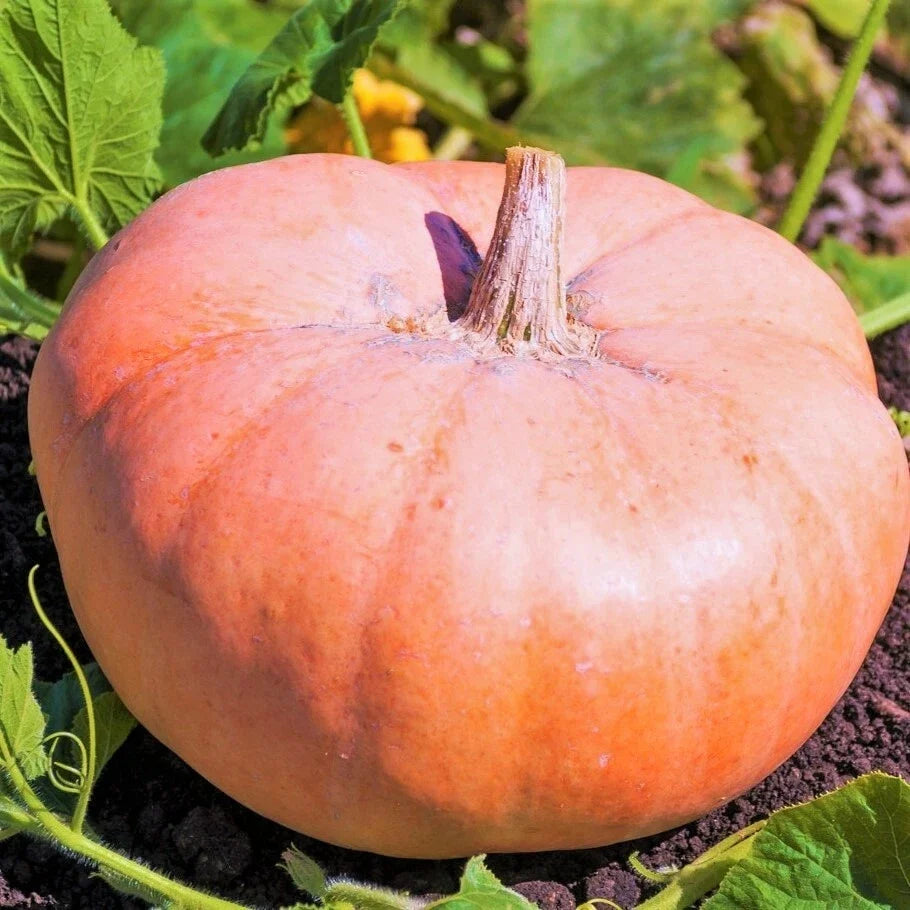 Pink Jaune De Paris Pumpkin Seeds – Heirloom Cucurbita pepo, Decorative & Culinary, Fairytale Porcelain Doll Variety, Pack of 10
