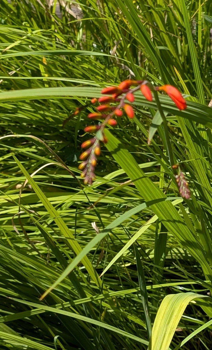 15 Organic Crocosmia Lucifer Plants | Easy to Grow Perennial Bulbs | Vibrant Red Flowers
