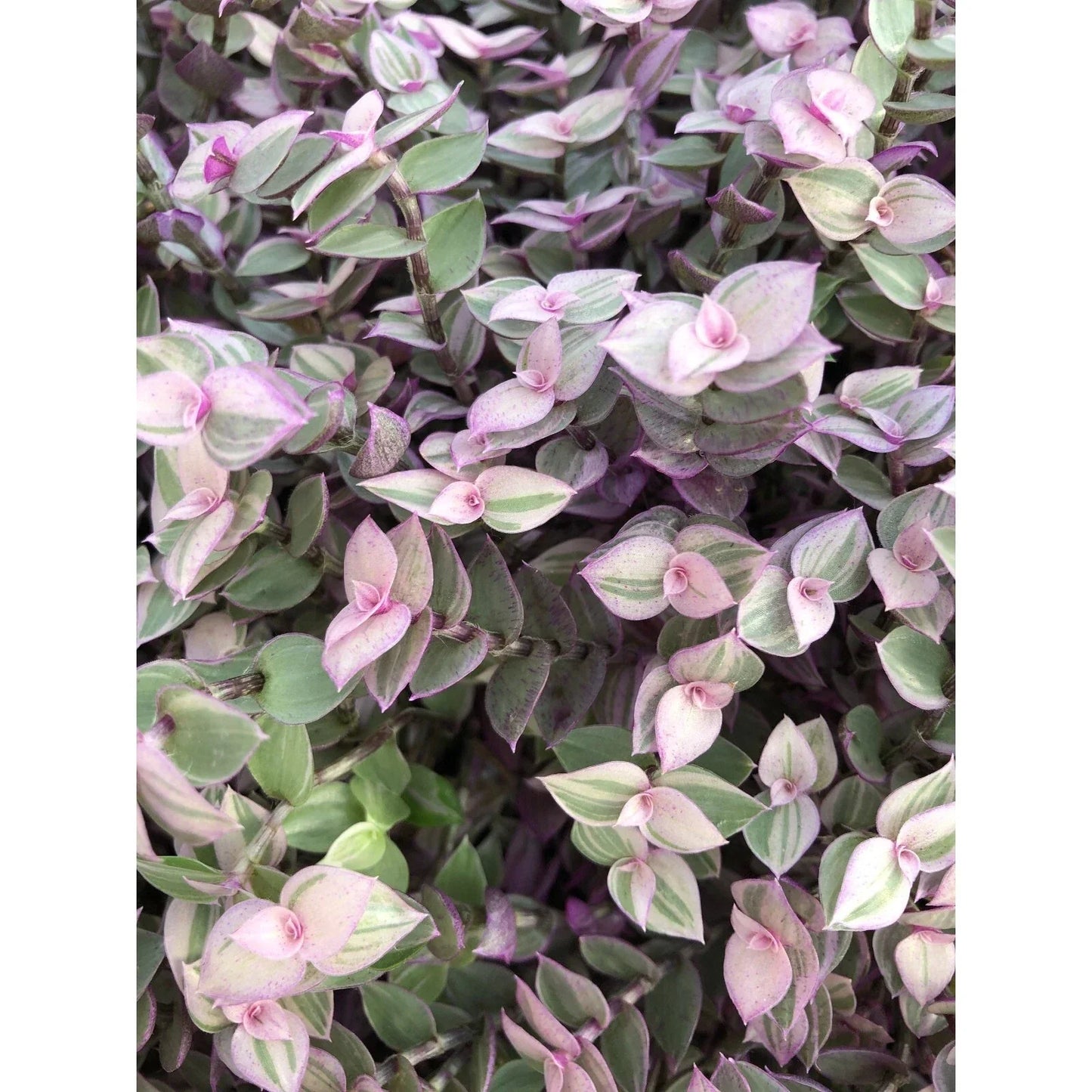 Tradescantia Pink Lady Cuttings - 10 Rooted Easy Care Indoor Plants for Vibrant Greenery