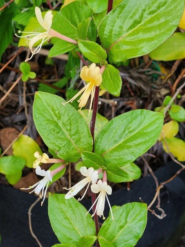 HALL'S Honeysuckle Plants - 4-5 Cups Climbing Vine with White and Yellow Flowers - Lonicera japonica