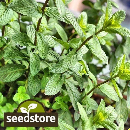 Peppermint Seeds | Heirloom Non-GMO Herb Seeds | Mentha piperita | Organic Gardening Supplies for Culinary & Tea