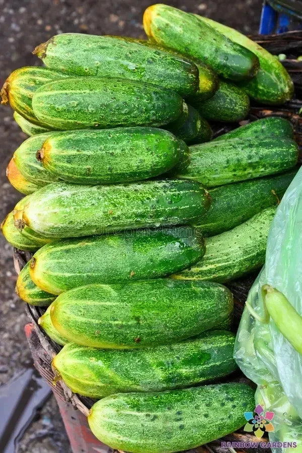 Indio Cucumber Seeds – 25+ Heirloom Cucumis sativus for Garden, Salad, Pickling, Container Planting