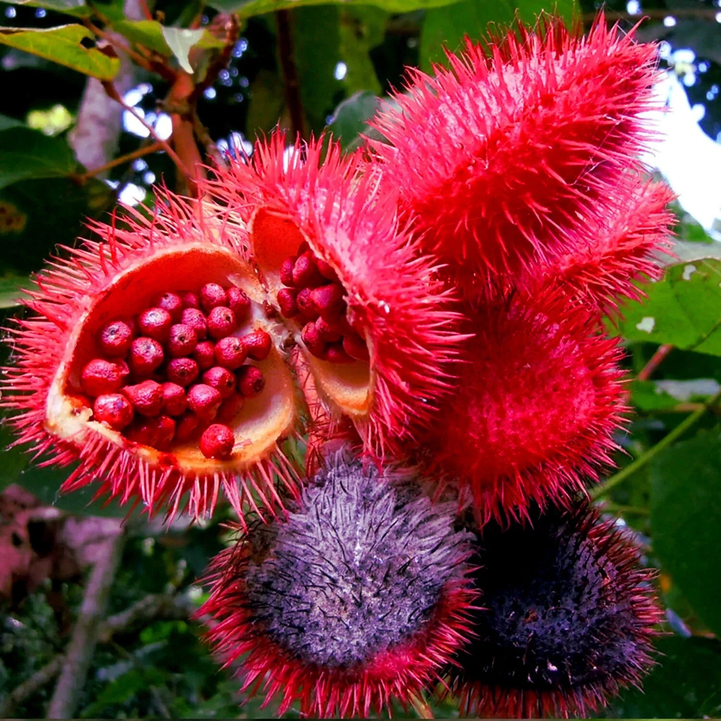 Annatto Dye Plant Seeds - 50 Tropical Pink Flowers - Bixa orellana Lipstick Tree for Natural Dye & Garden Cultivation